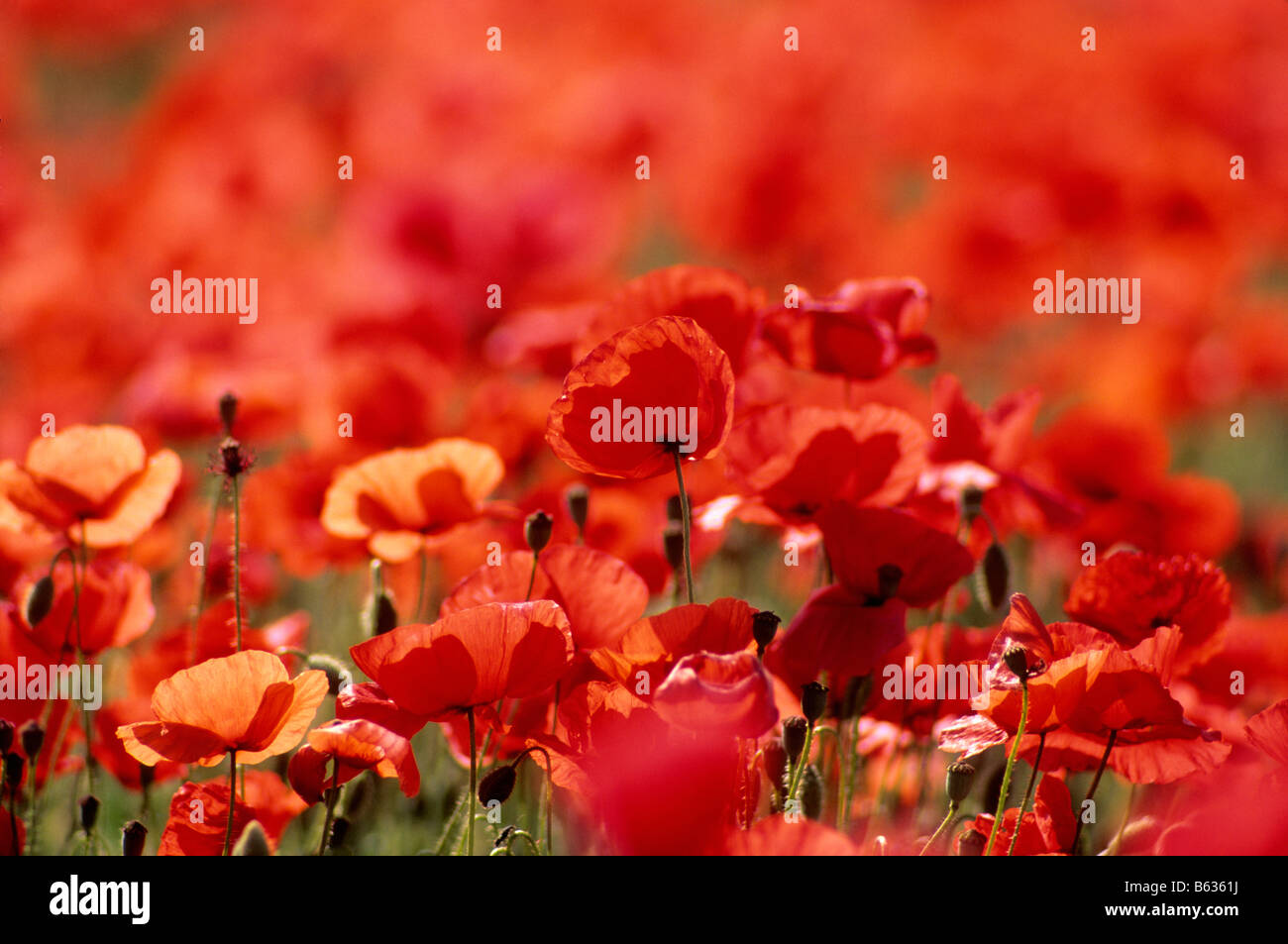 Wildflower field hi-res stock photography and images - Alamy