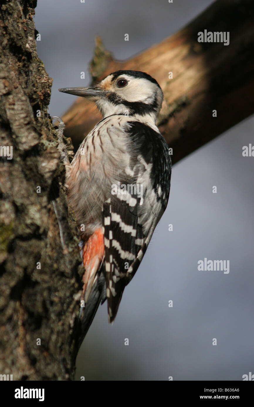 Adult White-backed Woodpecker (Dendrocopos leucotos) sitting on a tree. Stock Photo