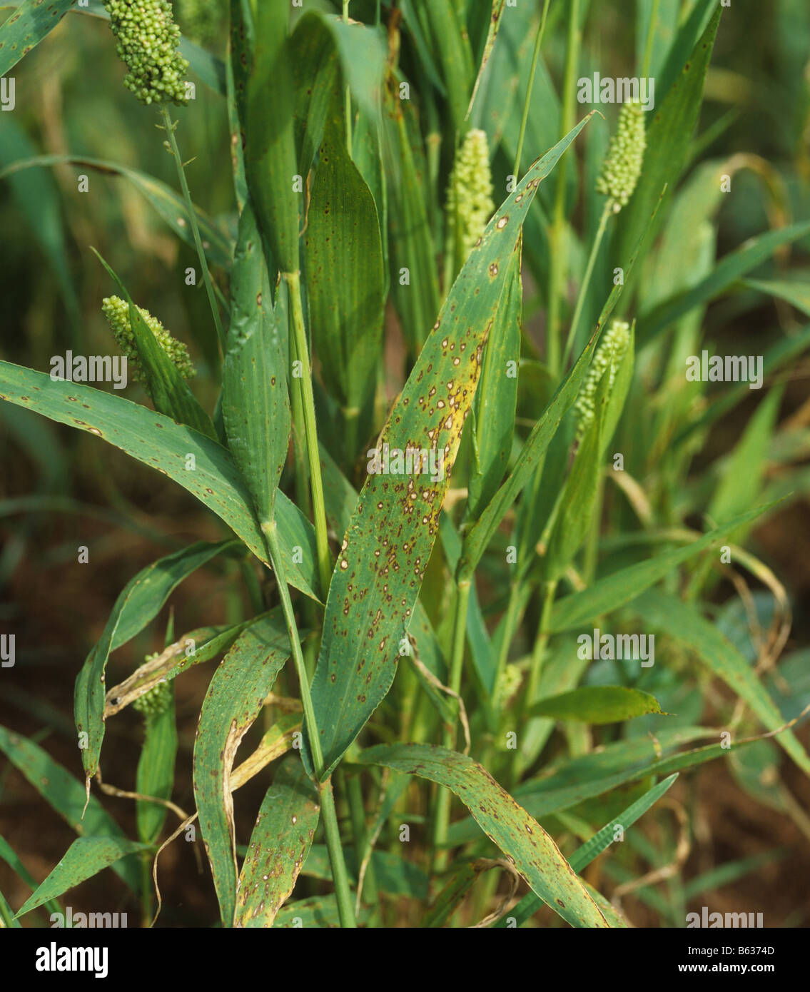 Leaf spot Pyricularia grisea symptoms on foxtail millet leaves Stock Photo