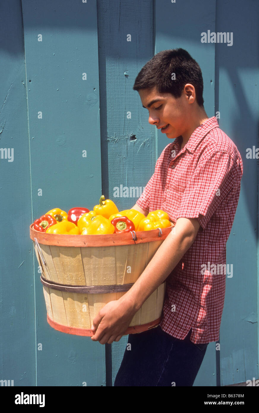 Hispanic boy carries bushel basket full of yellow bell peppers Stock Photo