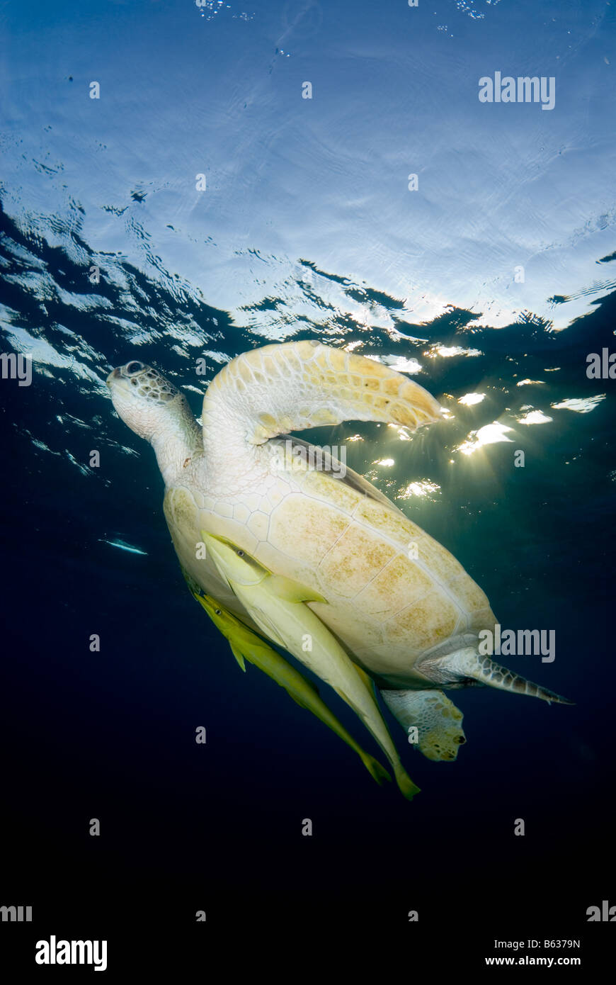 Green sea turtle, chelonia mydas, swimming in the shallows. Stock Photo