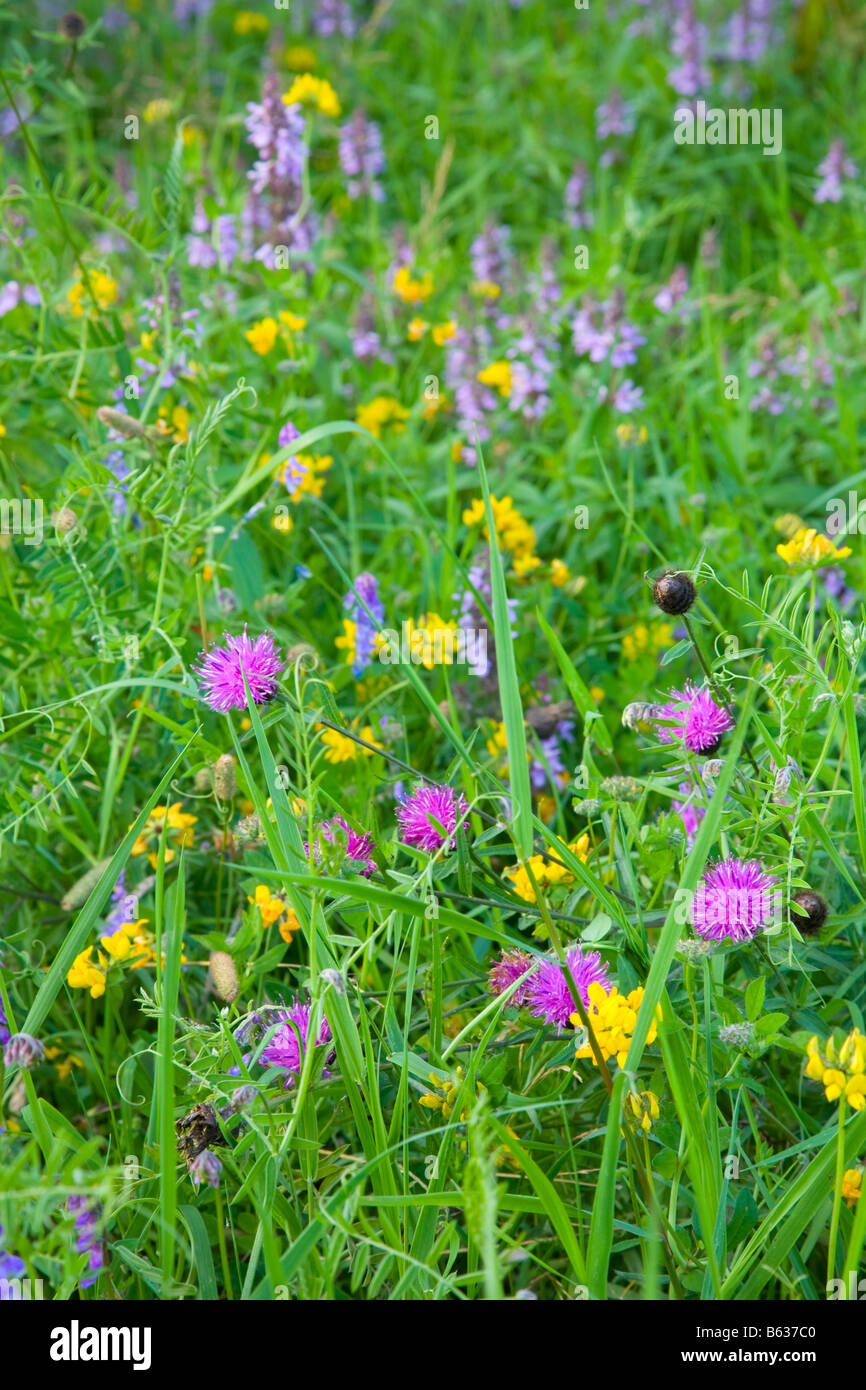 Summer wild flower meadow, County Donegal, Ireland. Stock Photo