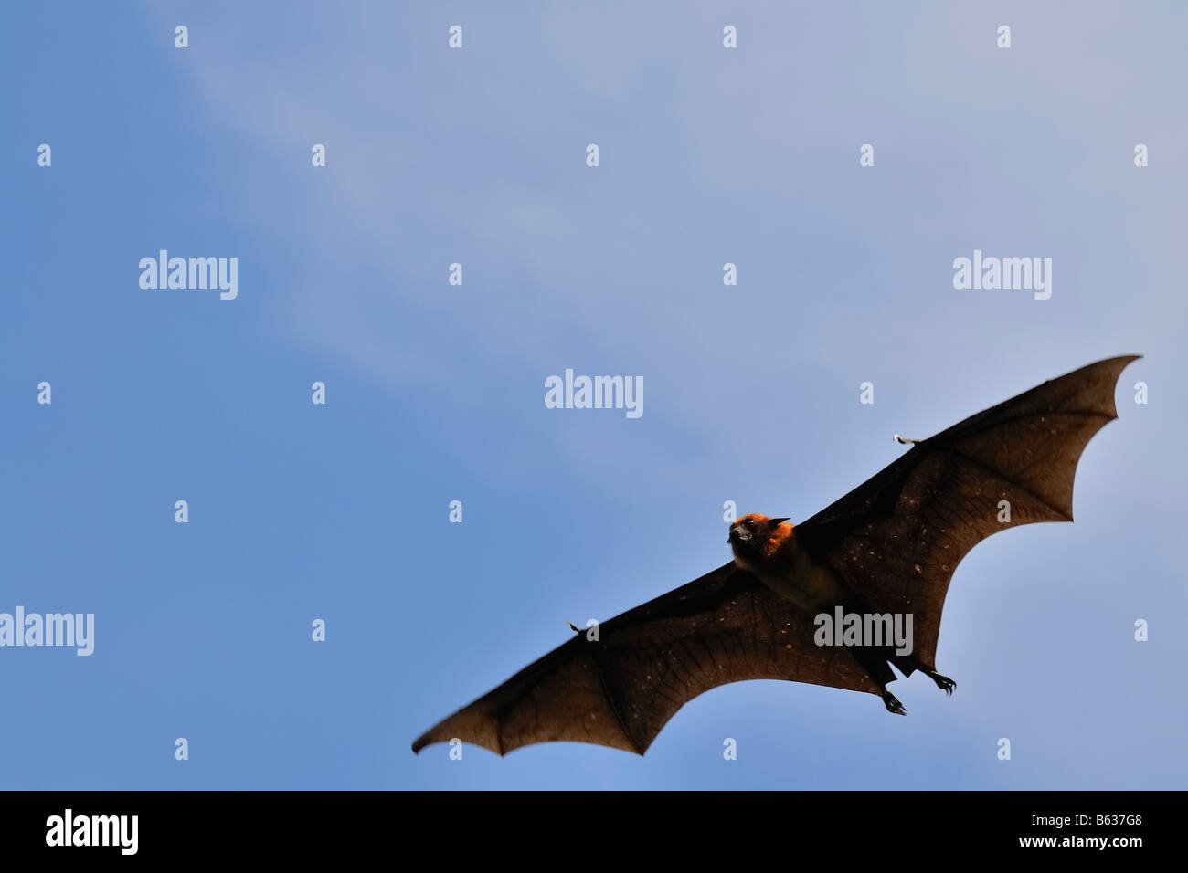 Flying foxes / fruit bats in Thailand Stock Photo