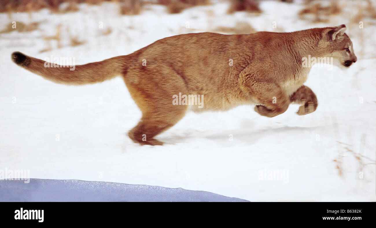 Mountain lion running in the snow controlled conditions Stock Photo