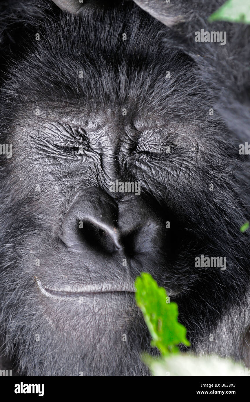 Mountain Gorilla Gorilla Beringei asleep sleep sleeping rest resting in ...