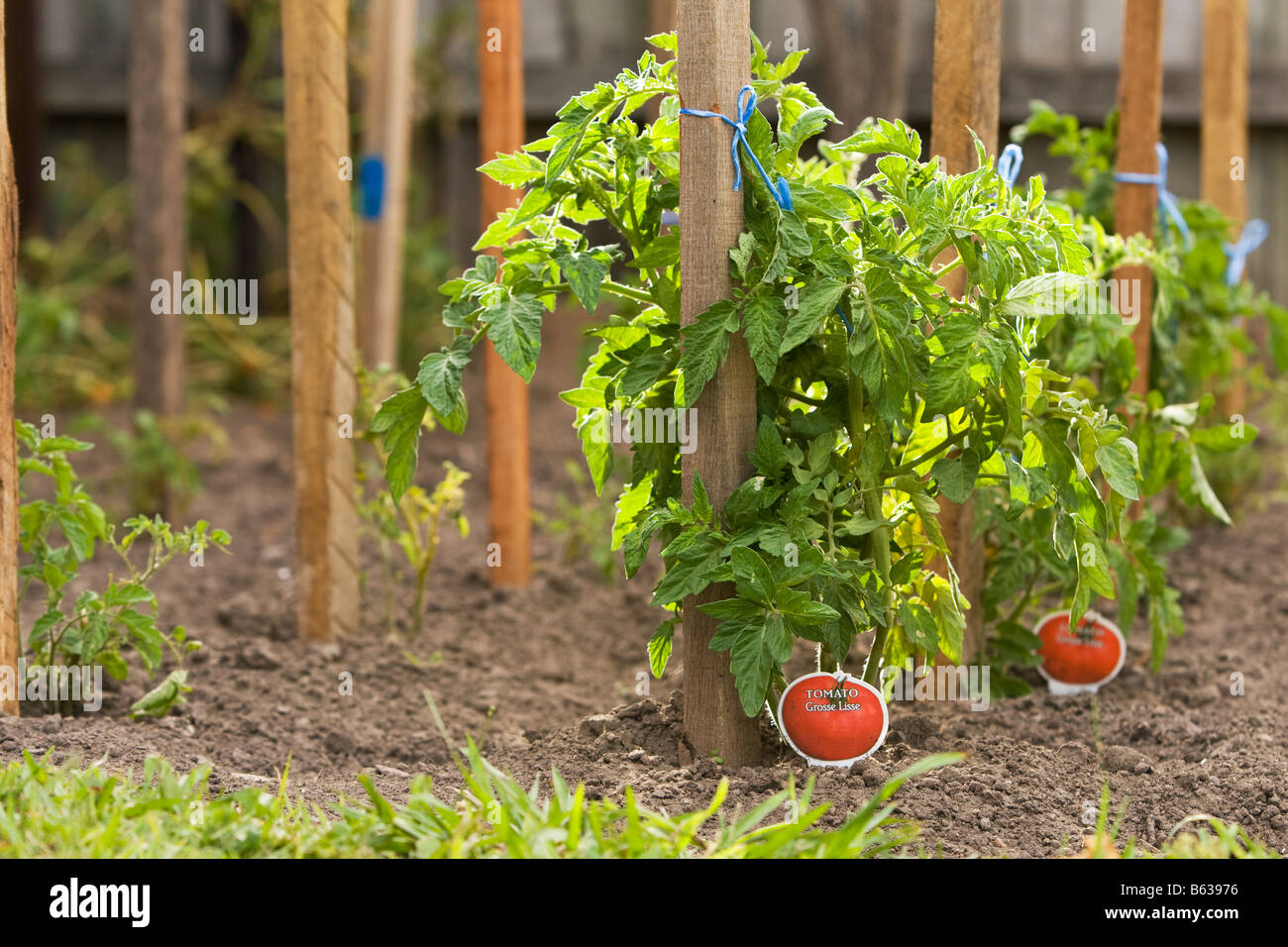 Tomato plants staked and planted in rows Stock Photo Alamy