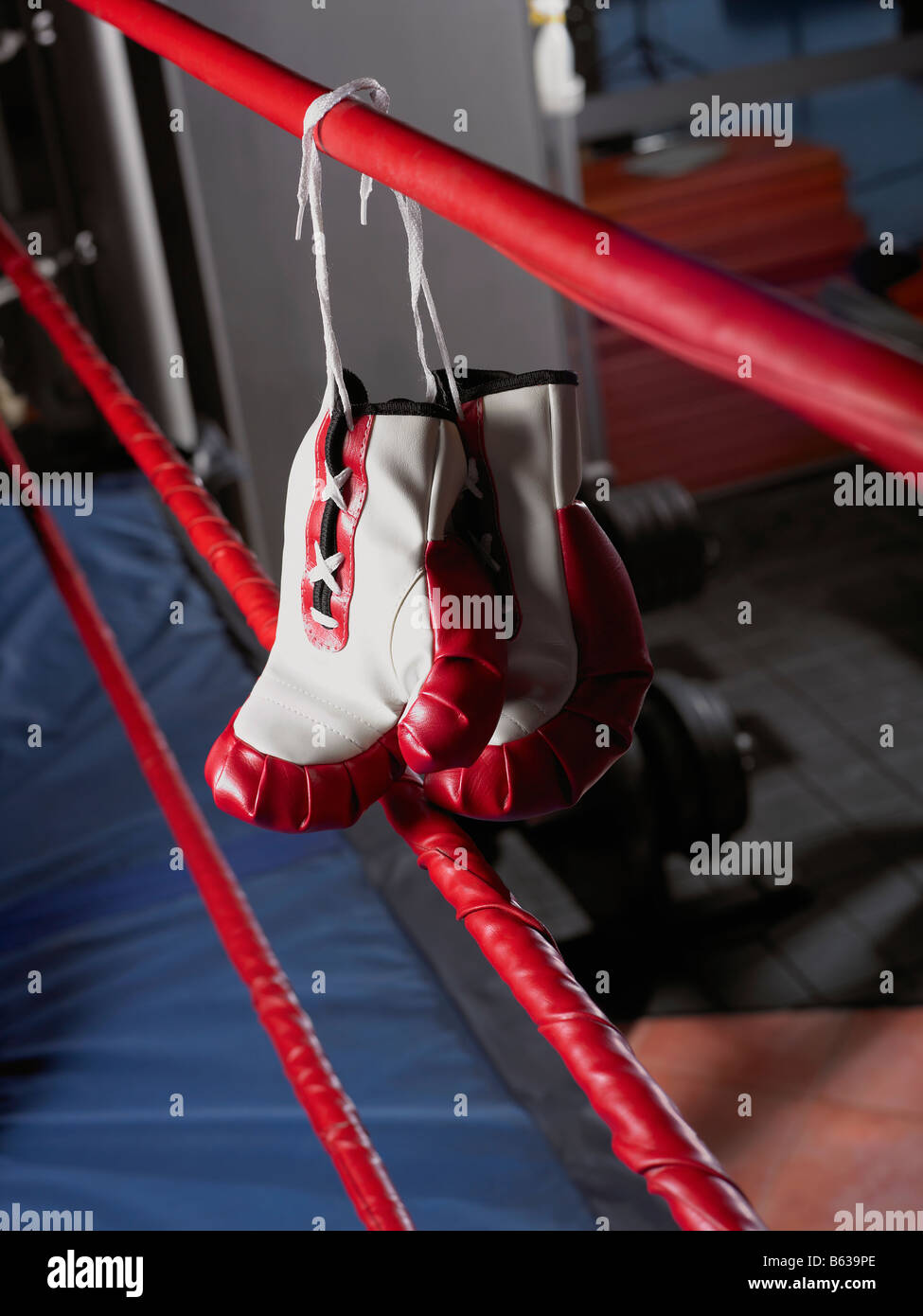 Pair of boxing gloves hanging on a rope of boxing ring Stock Photo Alamy