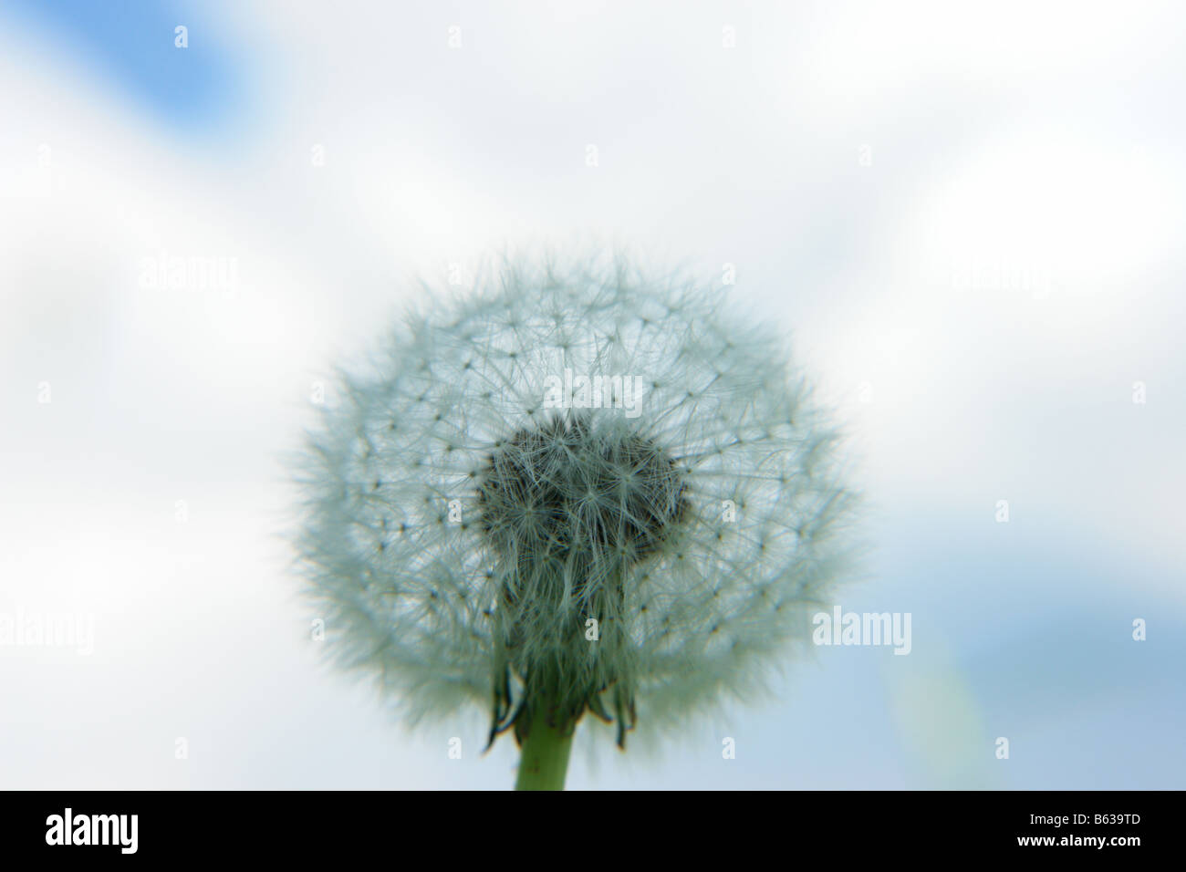 blowball dandelion clock at springtime Stock Photo - Alamy