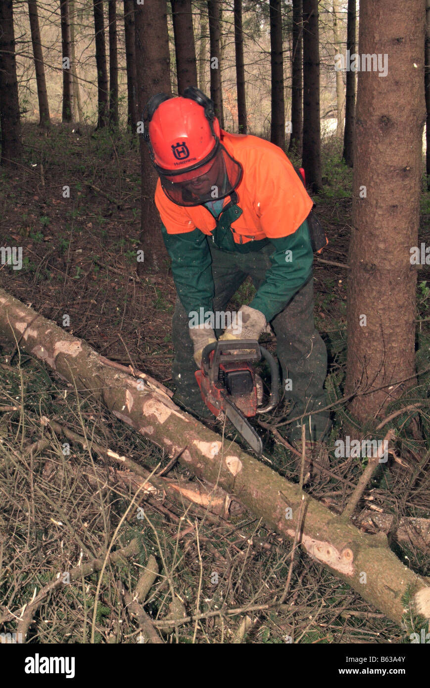 Forest worker trimming branches off felt tree Stock Photo - Alamy