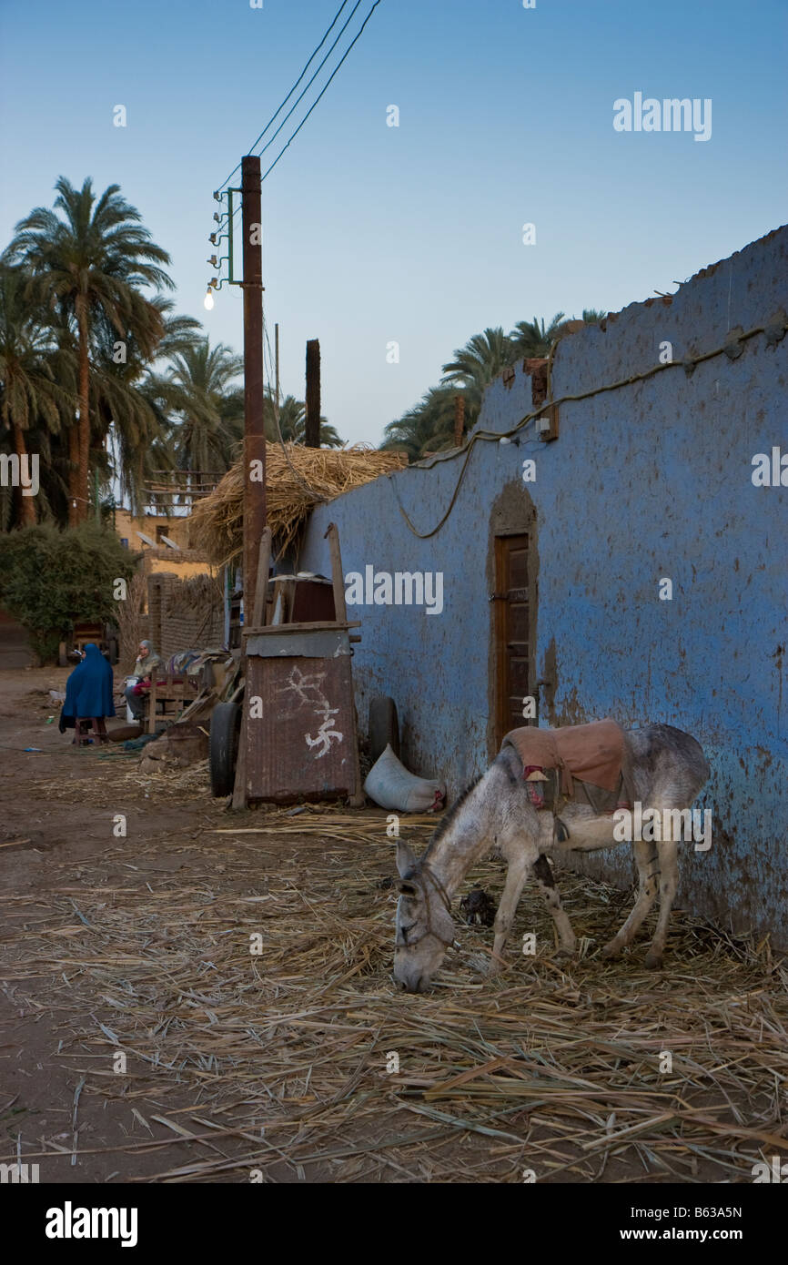 donkey grazing on a egyptian farm Stock Photo