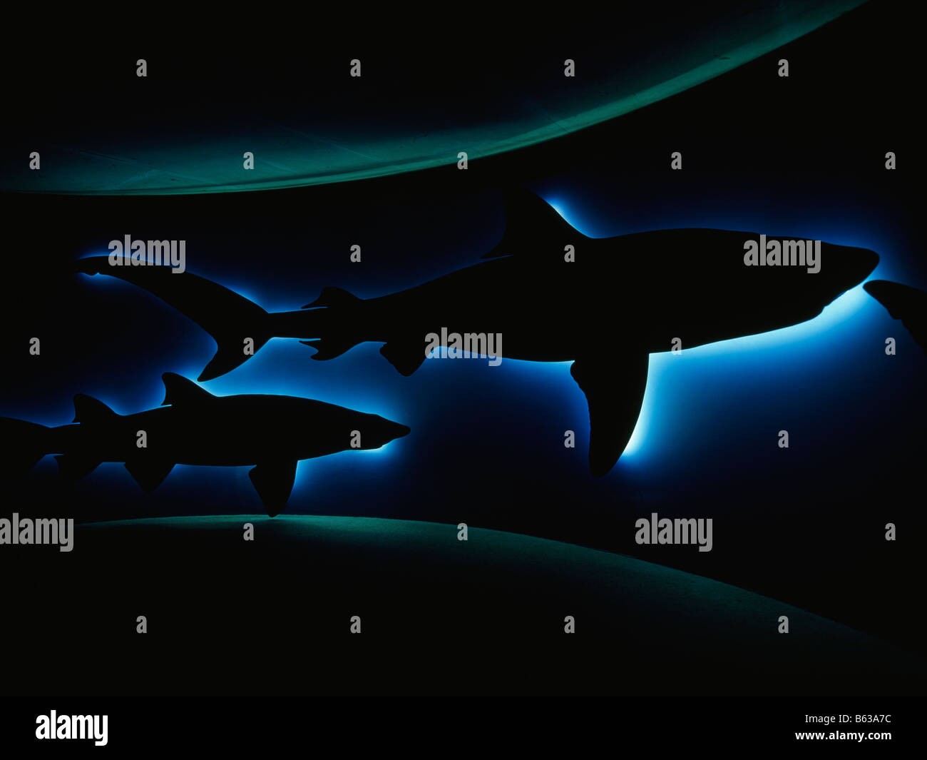 USA Maryland Baltimore Neon Outlines Of Fish Inside National Aquarium Usa maryland baltimore neon outlines of fish inside national aquarium