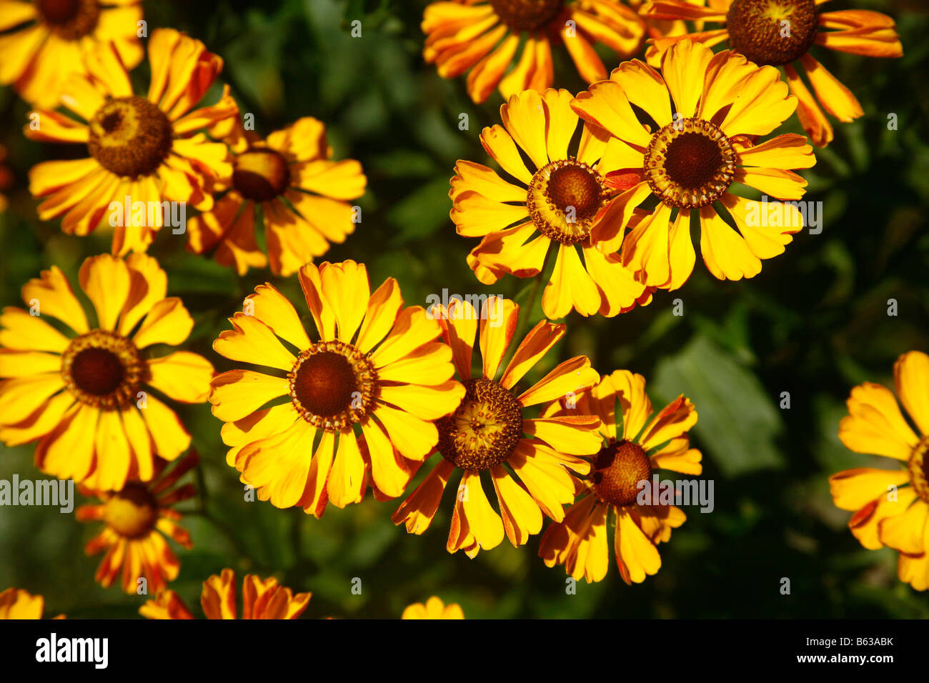 Helenium (Helenium autumnale), variety: Baronin Linden, flowers Stock Photo