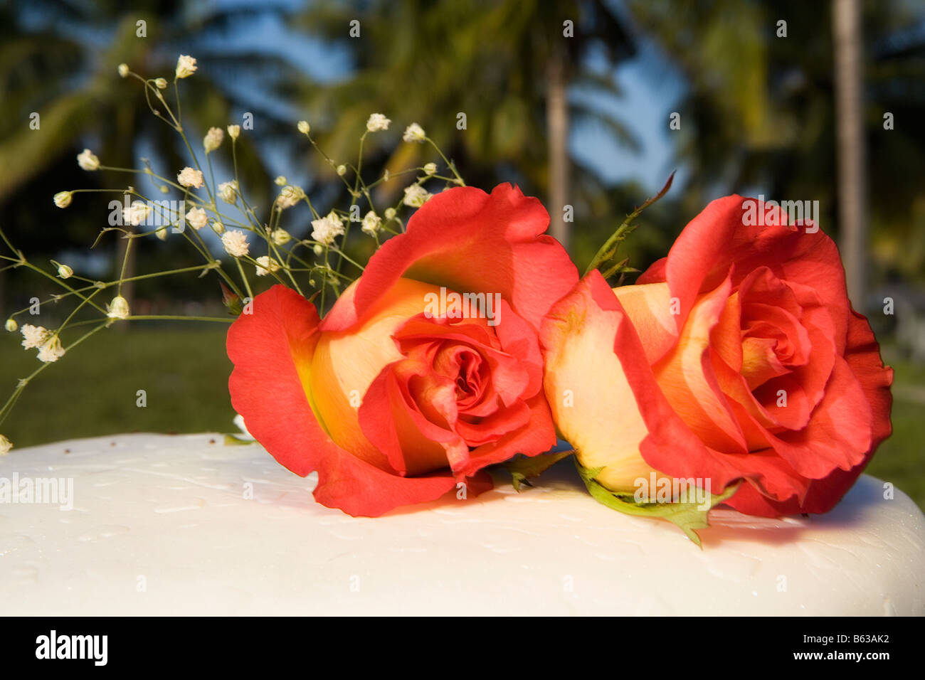 Two Colour Roses High Resolution Stock Photography and Images - Alamy
