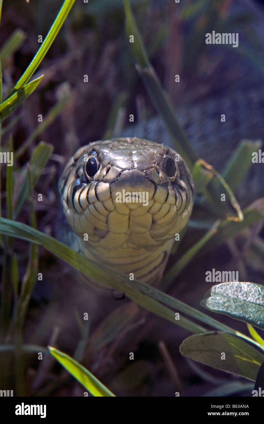 Grass Snake (Natrix natrix), in grass, portrait Stock Photo