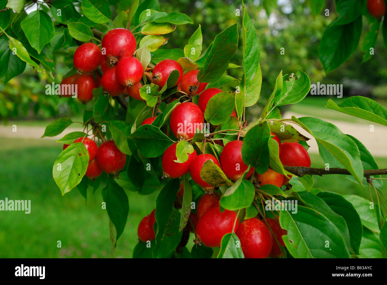 Small green apples hi-res stock photography and images - Alamy