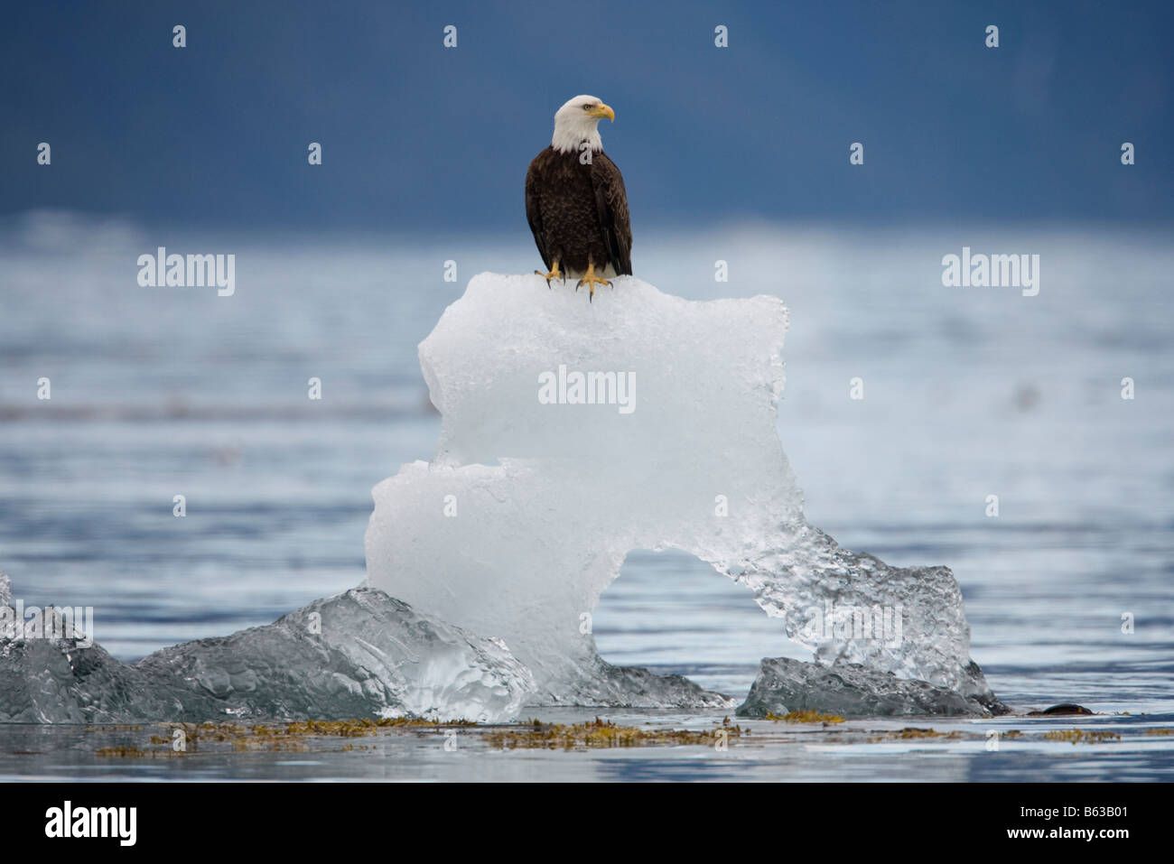 USA Alaska Holkham Bay Bald Eagle Haliaeetus leucocephalus sitting on iceberg from South Sawyer Glacier Stock Photo