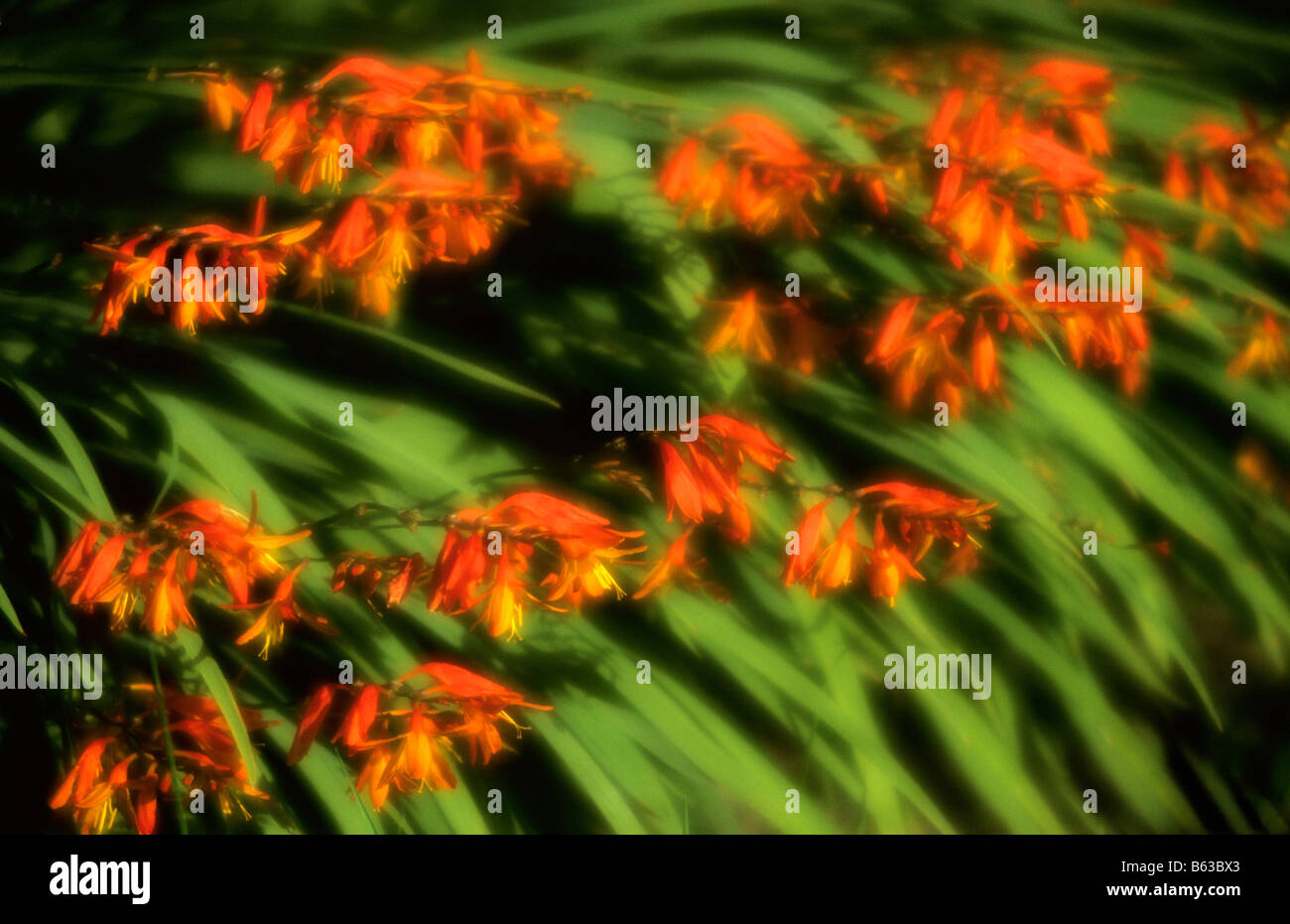 Montbretia garden flowers - soft focus photo effect. Stock Photo