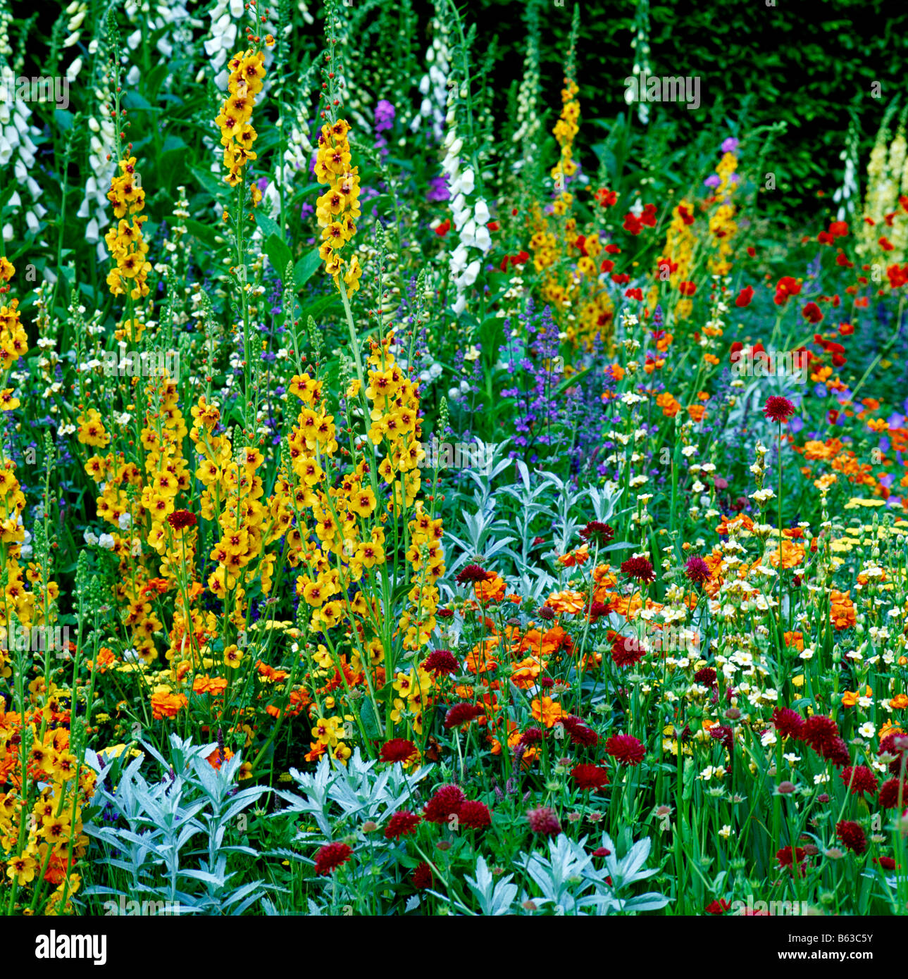 Detail of a colourful mixed border at Chelsea Stock Photo