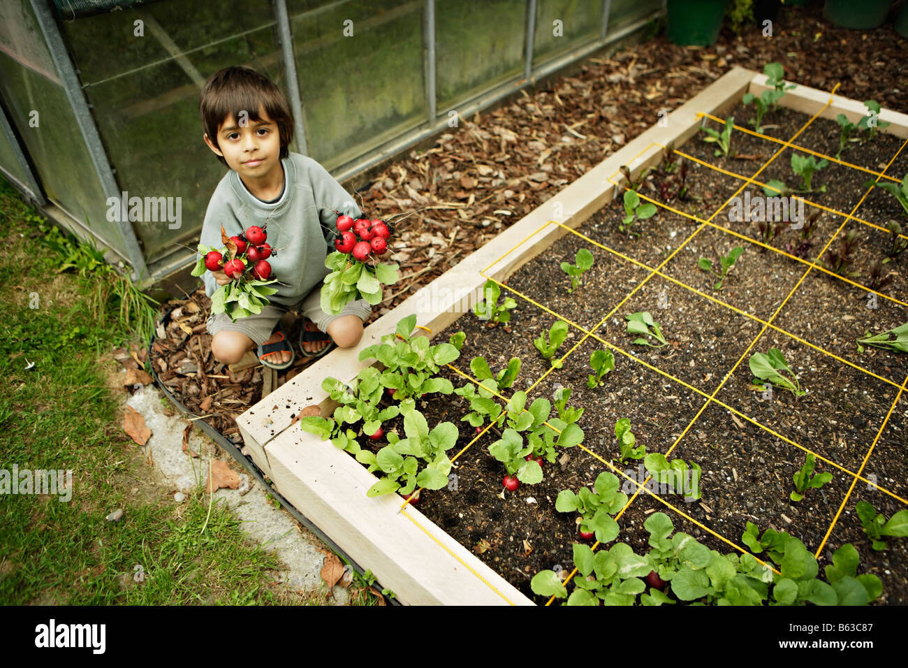 Six year old boy collects radishes grown organically in a square foot garden Stock Photo