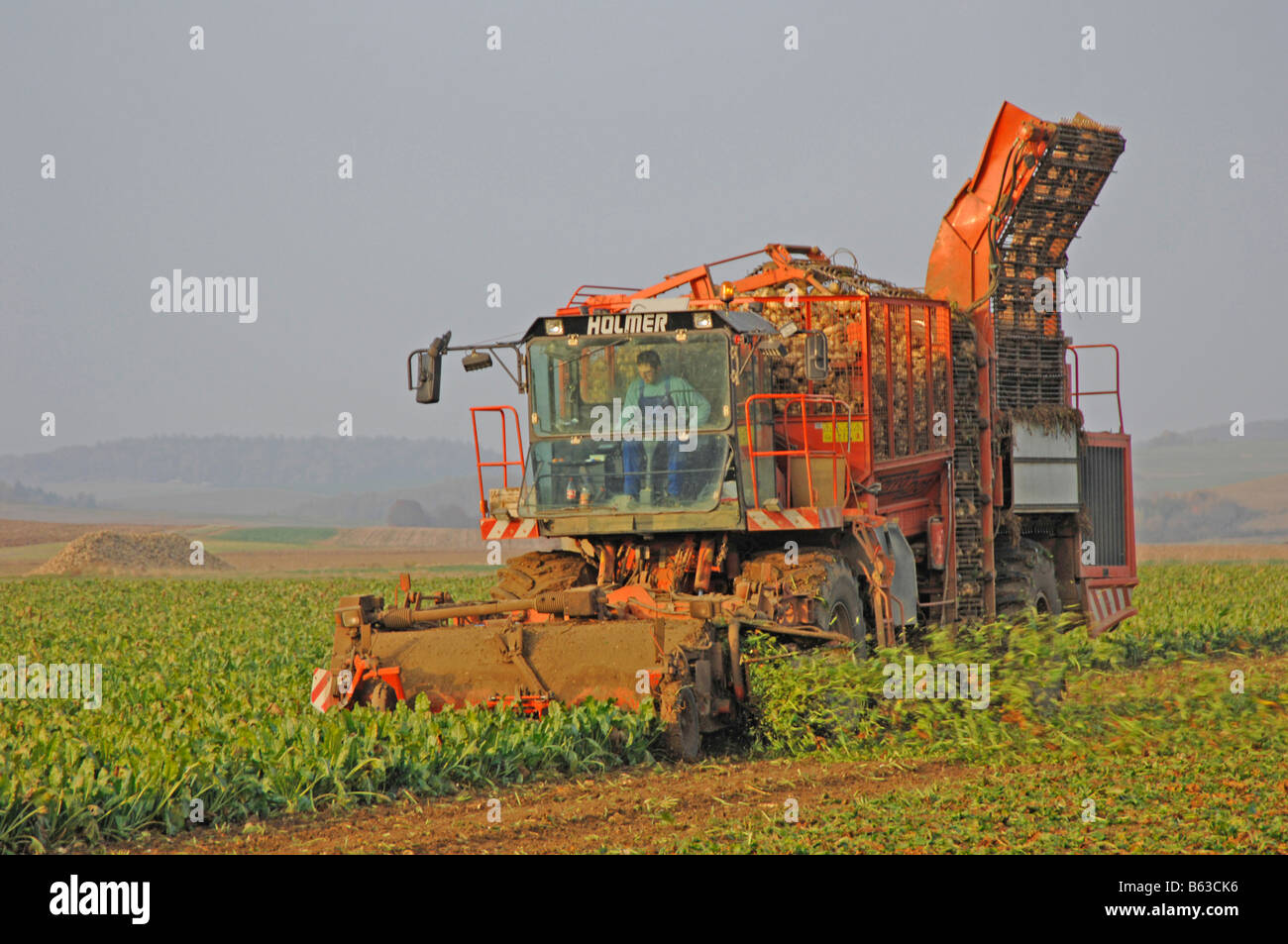 Sugar Beet (Beta vulgaris subsp. vulgaris var. altissima). A beet harvester at work Stock Photo