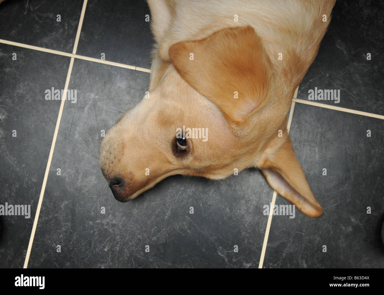 A dog sleeps with one eye open on a kitchen floor Stock Photo Alamy