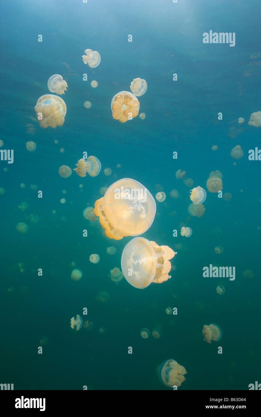 Jellyfish sparkle near the surface as the hills and sky reflect above in the famous Rock Islands of Palua. Stock Photo