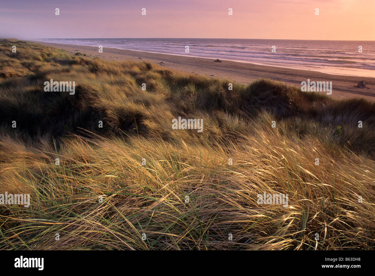 Native coastal grasses at sunset Samoa Dunes Humboldt County California ...