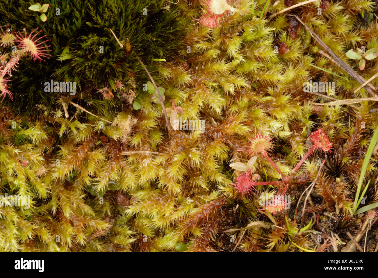 Yellow starry feather moss Campylium stellatum in a bog UK Stock Photo
