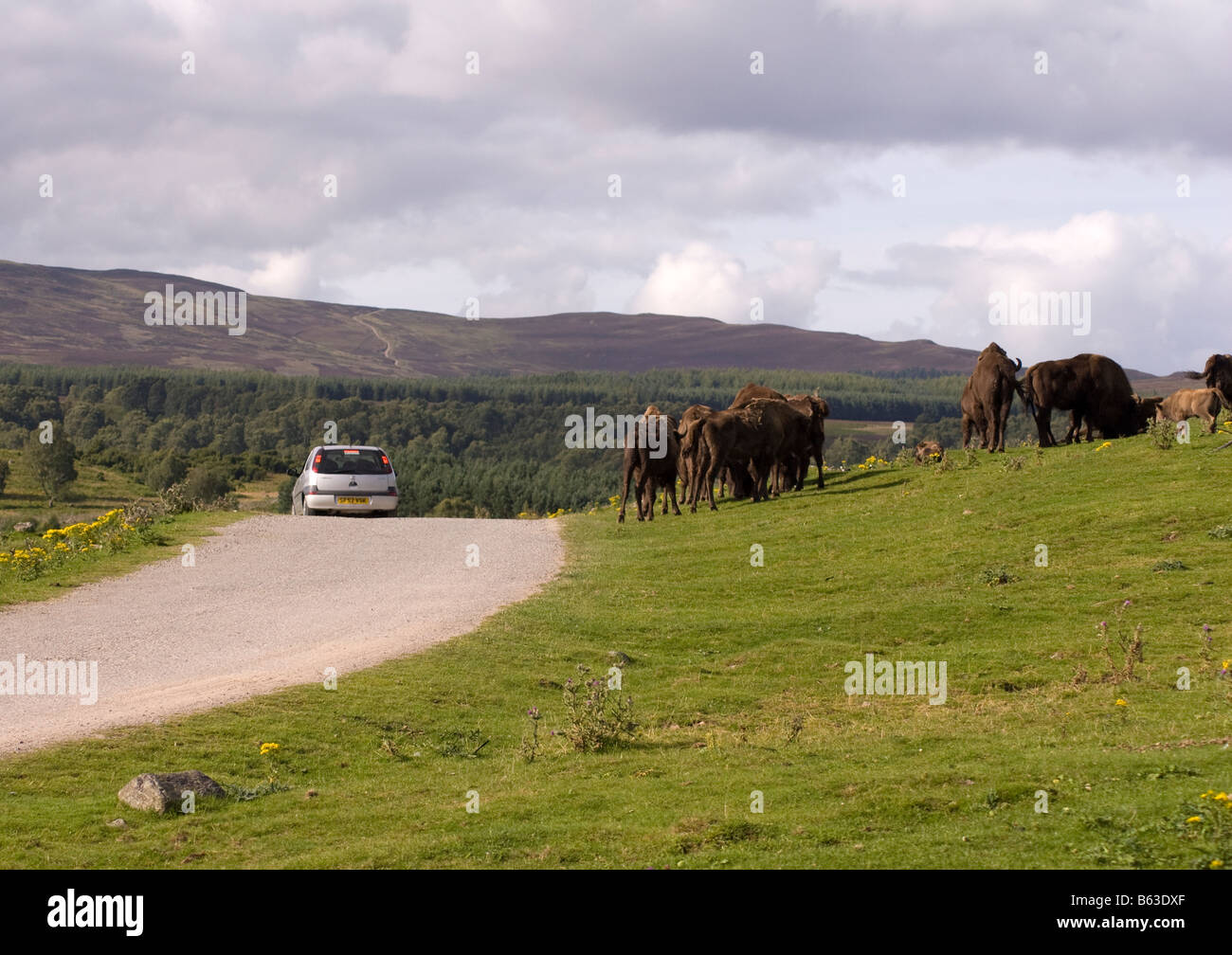 Driving around The Highland Wildlife Park, Kincraig, Scotland Stock Photo