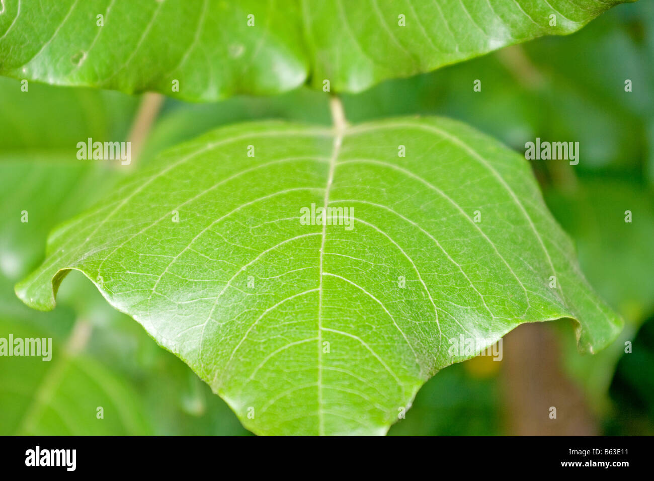 Leaf detail Stock Photo