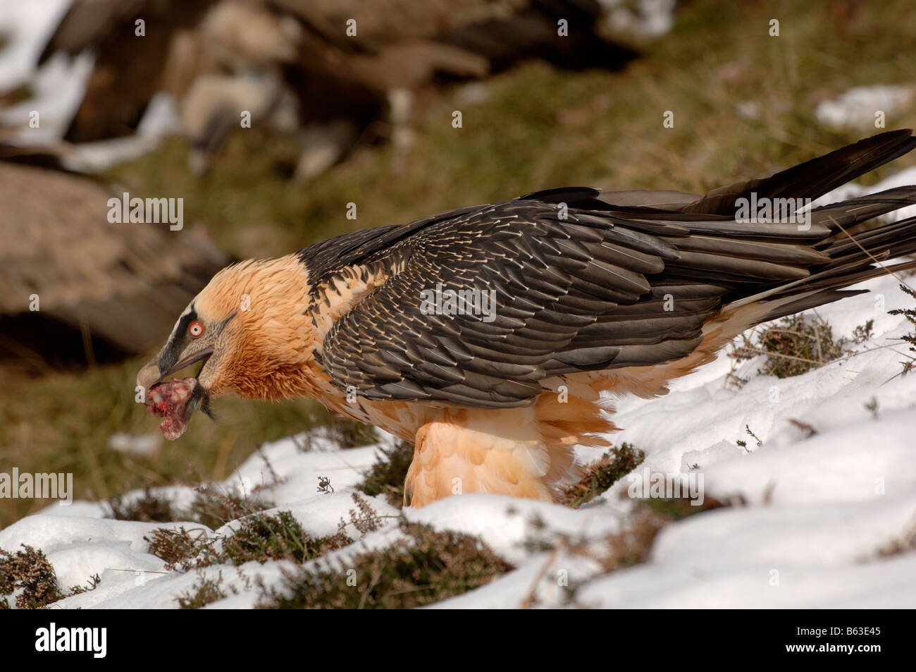 Bearded Vulture or Lammergeier Gypaetus barbatus, Adult swallowing  bone in snow Photographed in French Pyrenees Stock Photo