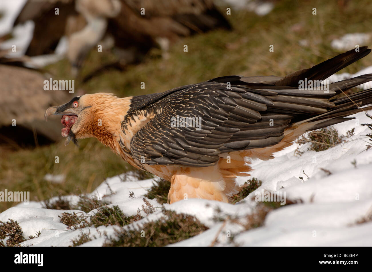 Bearded Vulture or Lammergeier Gypaetus barbatus, Adult swallowing bone in snow Photographed in French Pyrenees Stock Photo