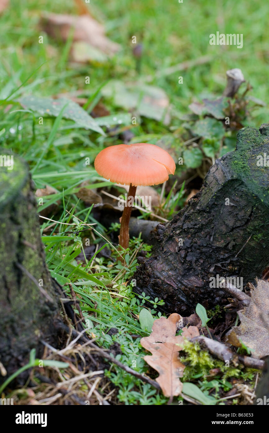 The Deceiver Laccaria laccata fungi fruiting body growing  next to tree stumps Stock Photo
