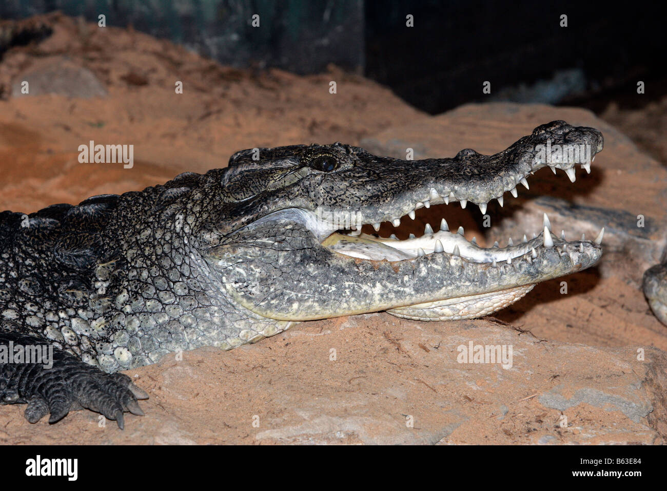 The head of a nile crocodile mouth open Stock Photo