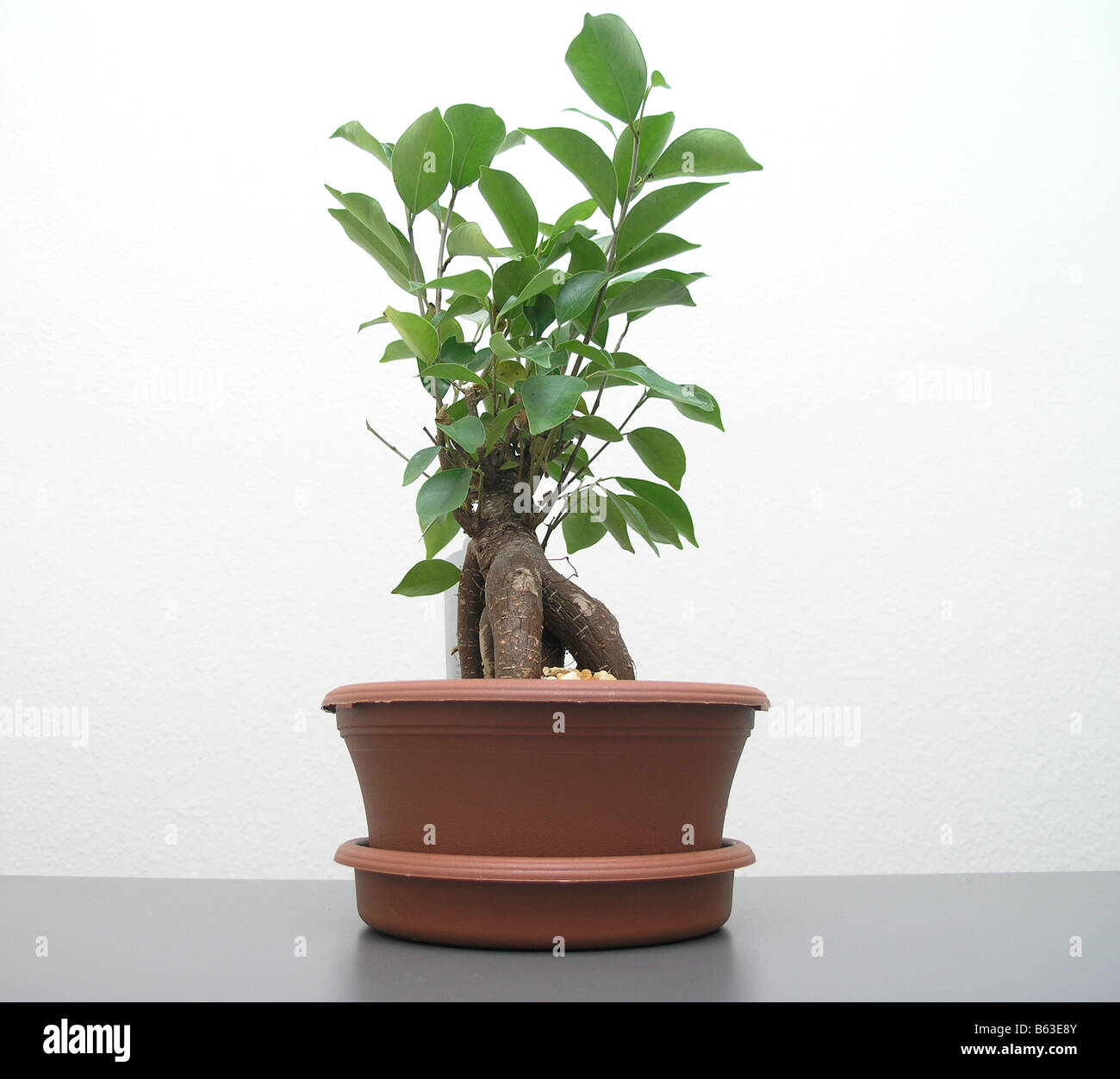 Bonsai Tree Stock Photo