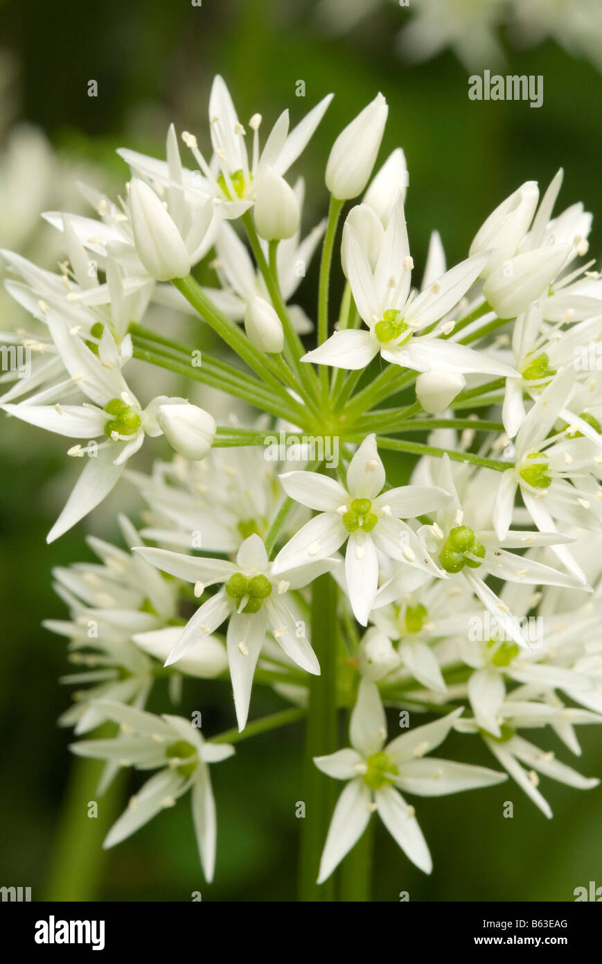 Ramsons, Wood Garlic (Allium ursinum), close-up of flowers Stock Photo