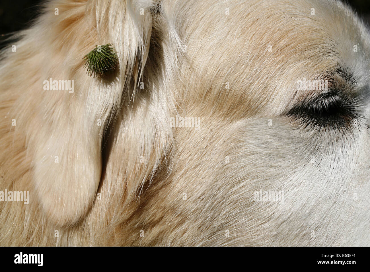 Burdock (Arctium sp). Seed head on the ear of a Golden Retriever Stock Photo