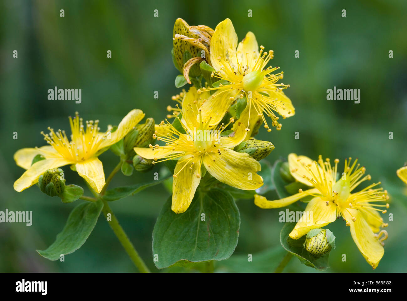 St.Johns Wort (Hypericum perforatum), flowers Stock Photo