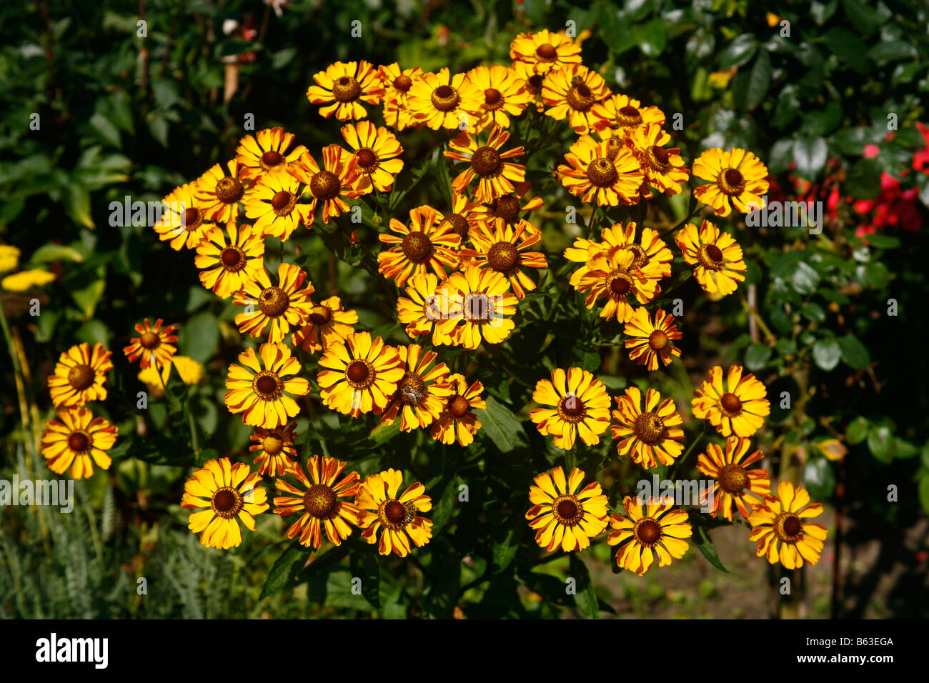 Helenium (Helenium autumnale), variety: Rauchtopas, flowering plant in a garden Stock Photo