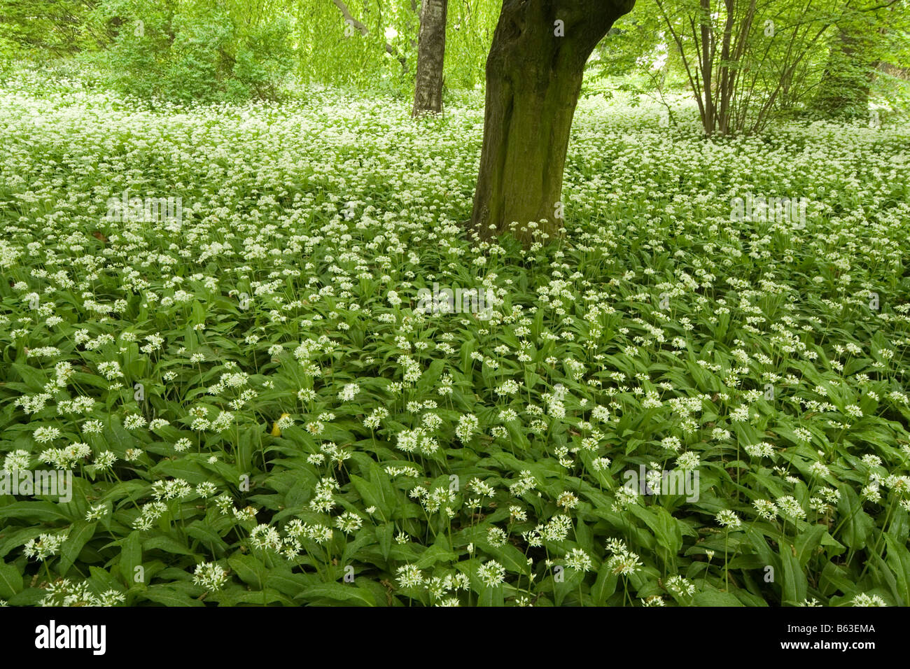 Ramsons, Wood Garlic (Allium ursinum). Flowering plants covering the floor of a wood at the botanical gardens of Innsbruck Stock Photo