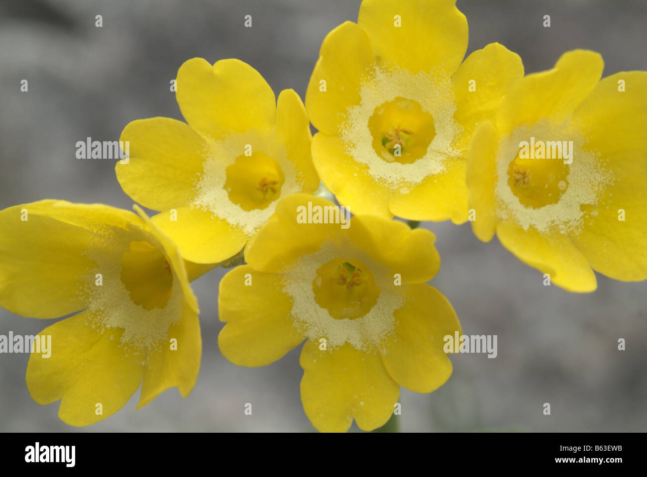 Auricula, Dusty Miller (Primula auricula), flowers Stock Photo