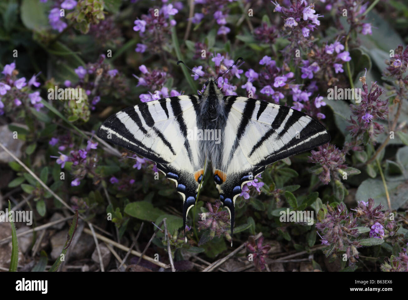 Segelfalter Edelfalter Iphiclides podalirius butterfly Scarce Swallowtail Stock Photo
