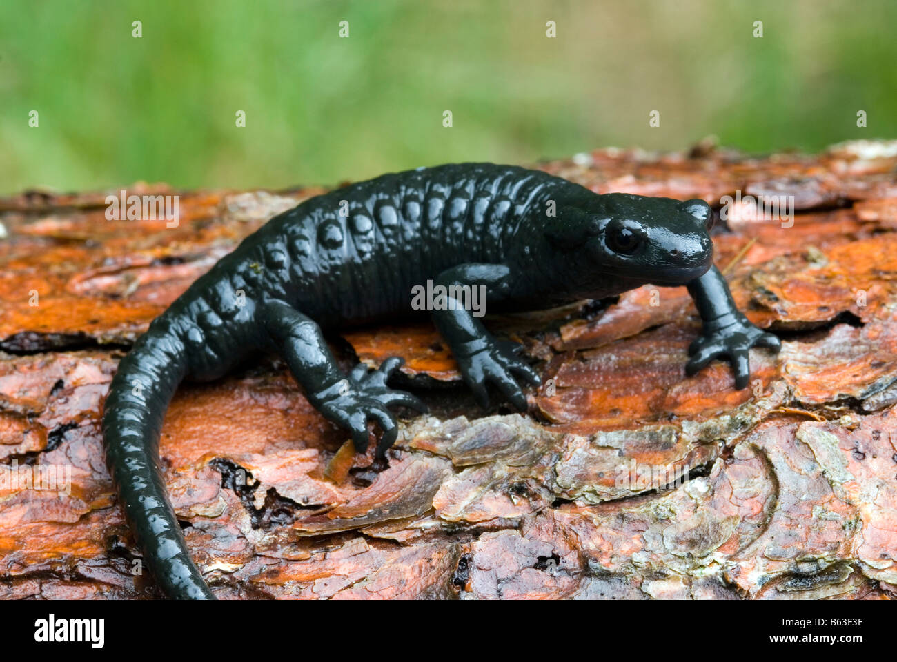 Alpine Salamander (Salamandra atra) on bark Stock Photo