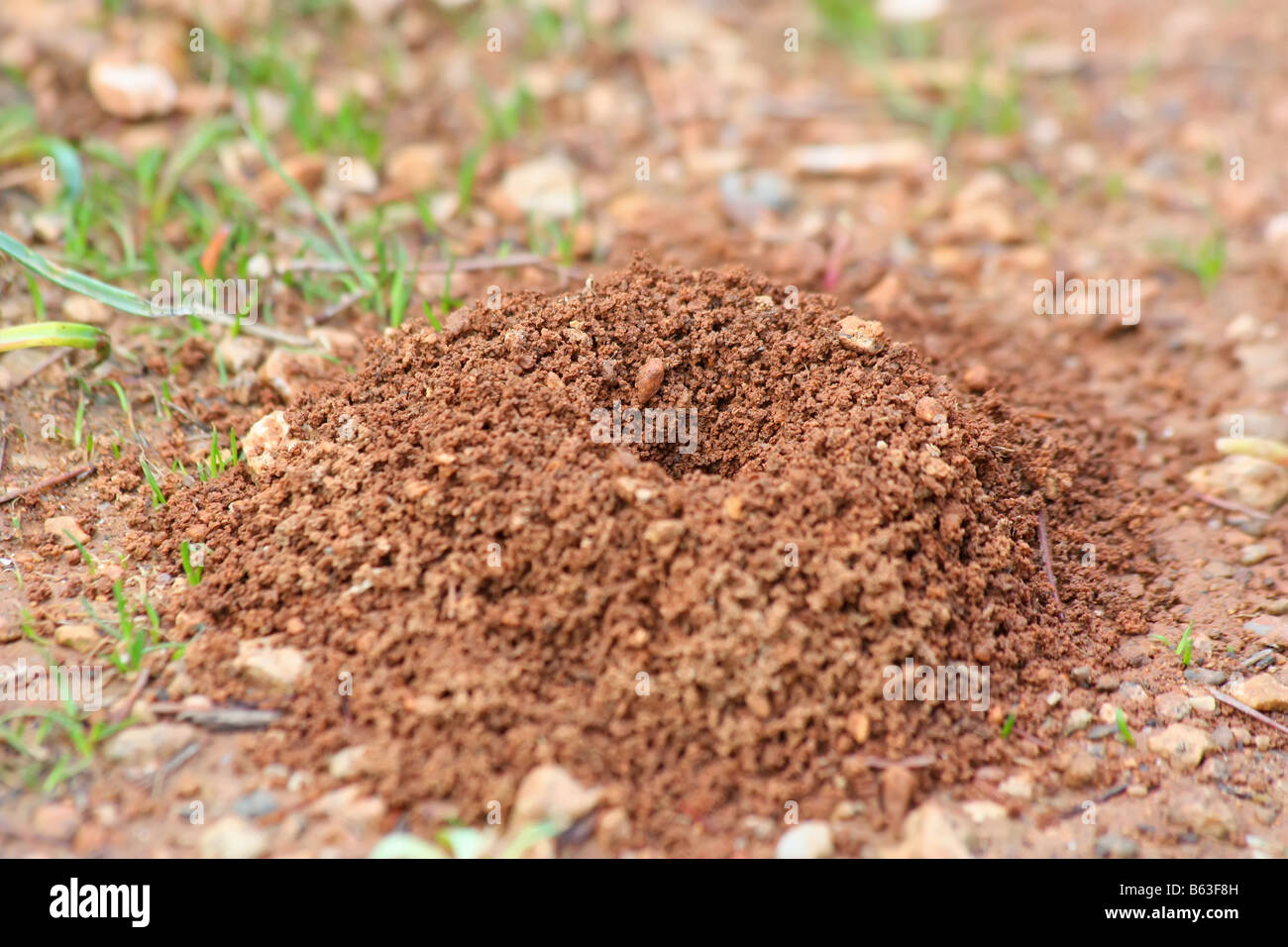 The entrance of an ant home Shallow depth of field Stock Photo