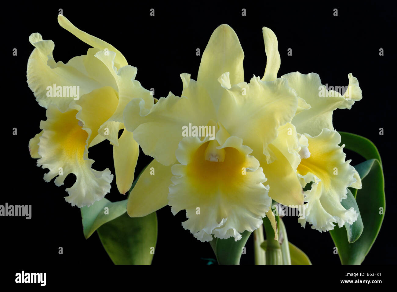 Cattleya Orchid flowers Stock Photo