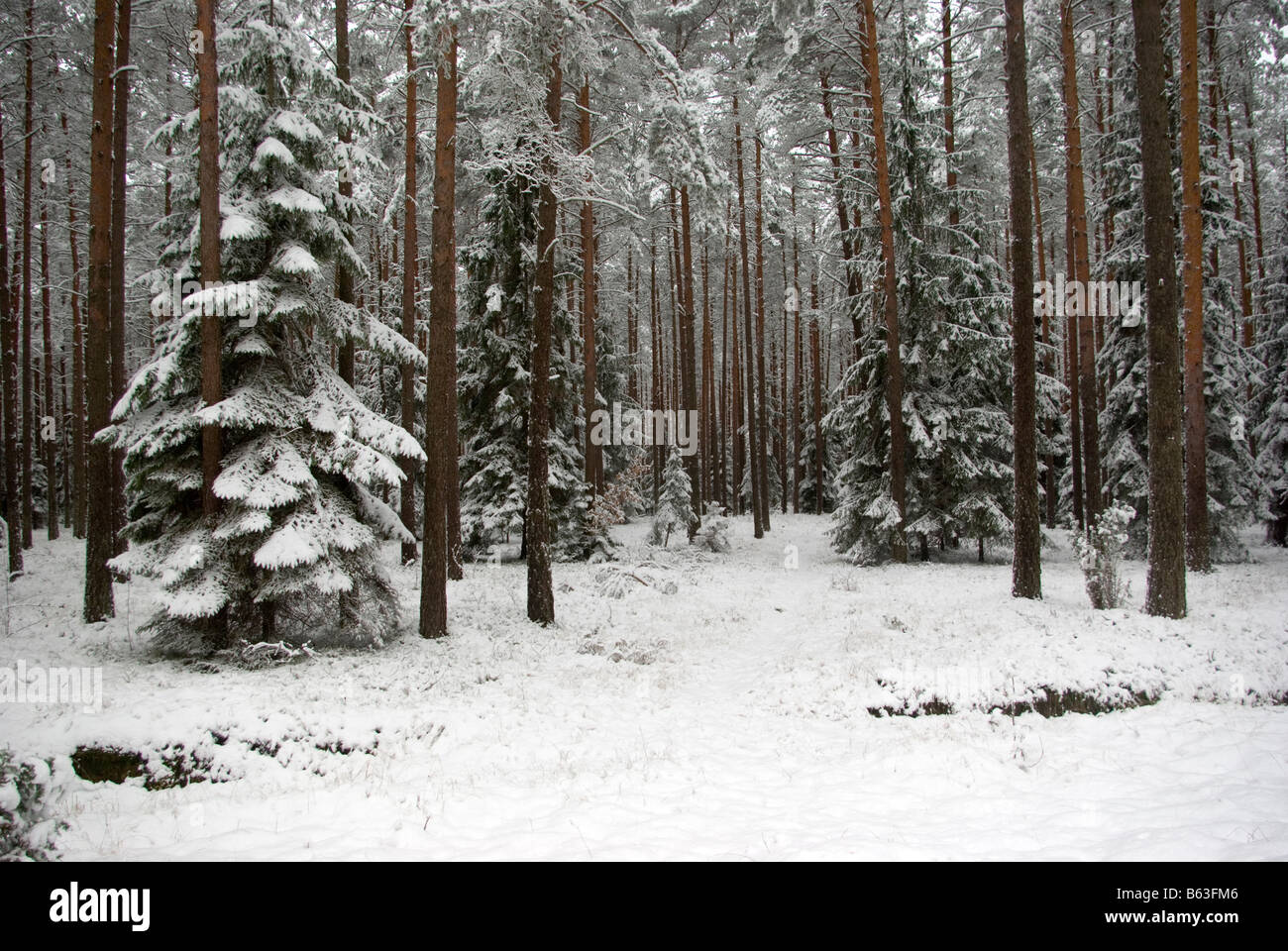 Trees tree forest hi-res stock photography and images - Alamy