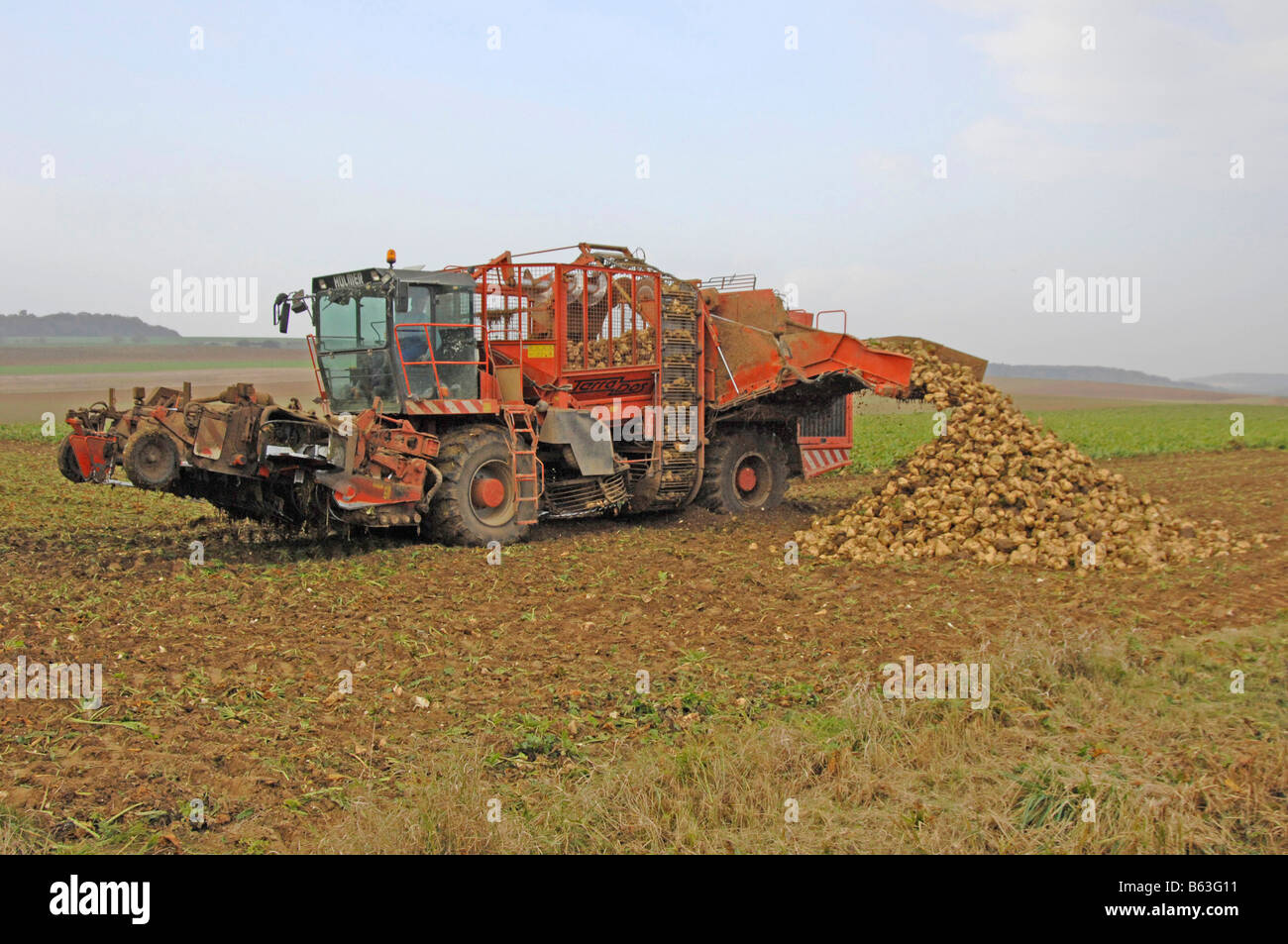 Sugar Beet (Beta vulgaris subsp. vulgaris var. altissima). A beet harvester at work Stock Photo