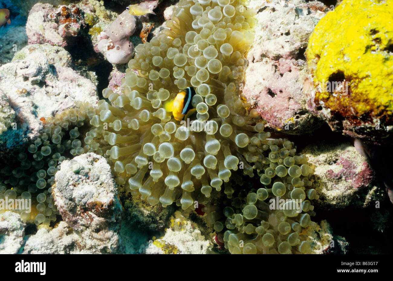 Bulb Tentacle Anemone. Sea Anemones. Zoantharia. Actiniidae. Entacmea  Quadricolor. Underwater marine life of the Maldives Stock Photo - Alamy