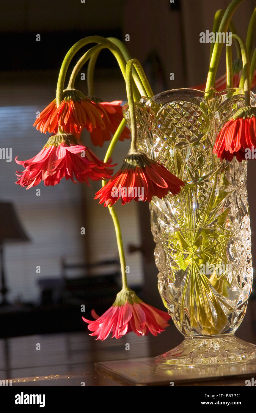 Limp flower hires stock photography and images Alamy