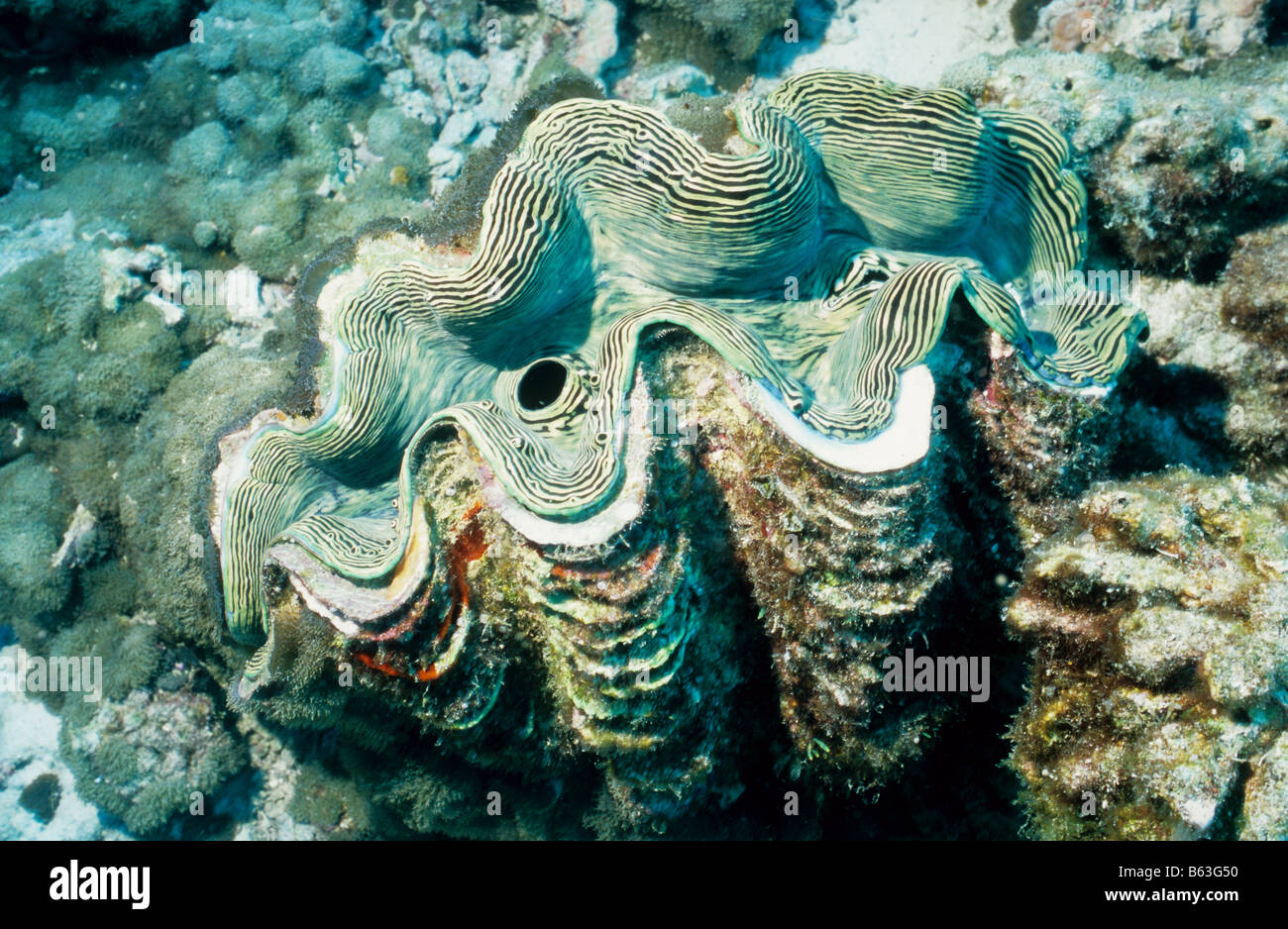Large Giant Clam. Bivalvia. Bivalves. Tridacnidae. Tridacna Maxima